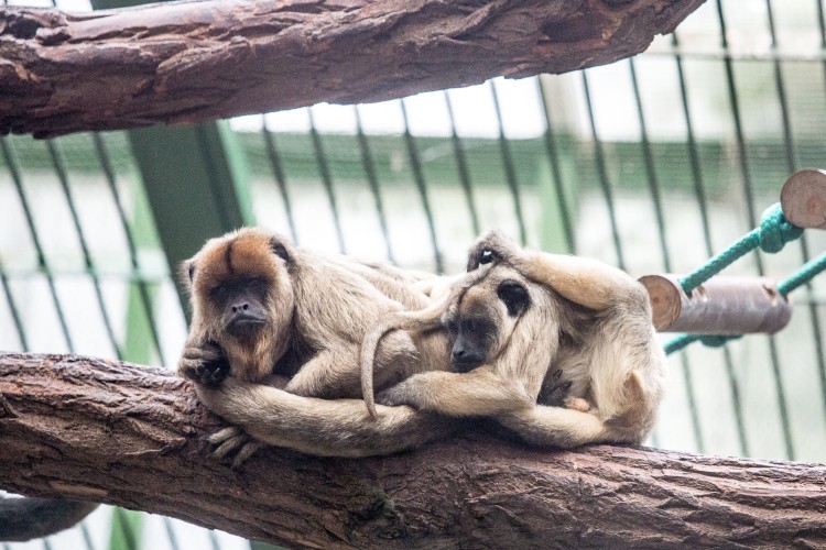 Najgłośniejsza małpa świata urodziła się we wrocławskim zoo [ZDJĘCIA], Magda Pasiewicz