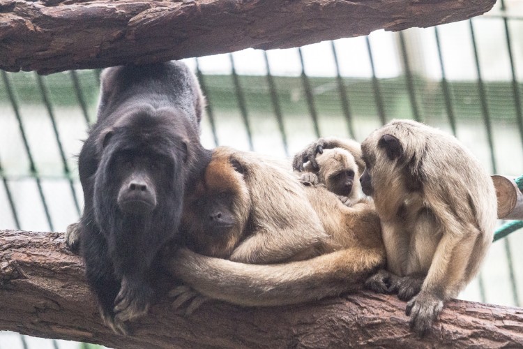 Najgłośniejsza małpa świata urodziła się we wrocławskim zoo [ZDJĘCIA], Magda Pasiewicz