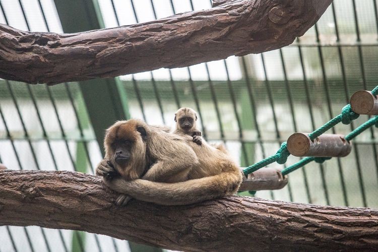 Najgłośniejsza małpa świata urodziła się we wrocławskim zoo, Magda Pasiewicz, mh