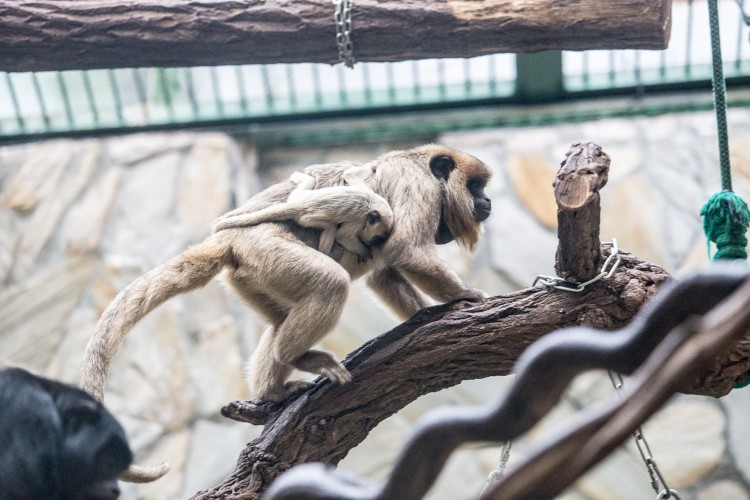 Najgłośniejsza małpa świata urodziła się we wrocławskim zoo, Magda Pasiewicz