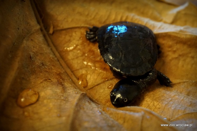 Kolejny sukces wrocławskiego zoo. Wykluły się jedne z najrzadszych żółwi na świecie [ZDJĘCIA], ZOO Wrocław