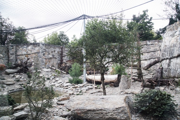 Pantery z wrocławskiego zoo mają nowe 