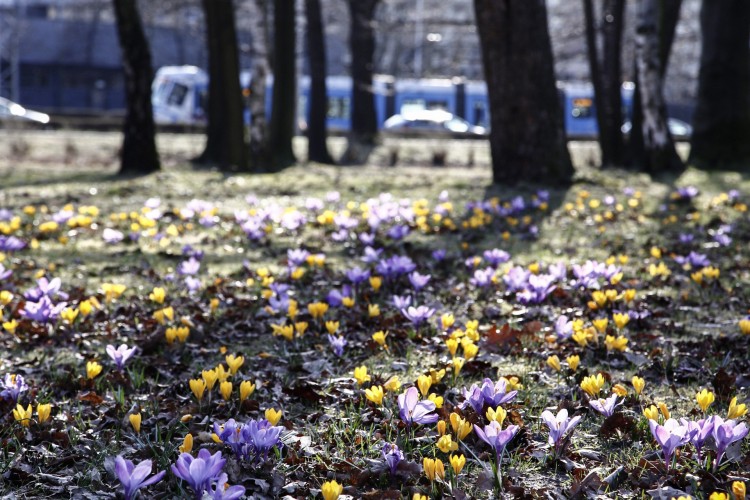 Wreszcie przyszła wiosna! Parki pełne wrocławian [ZDJĘCIA], Magda Pasiewicz