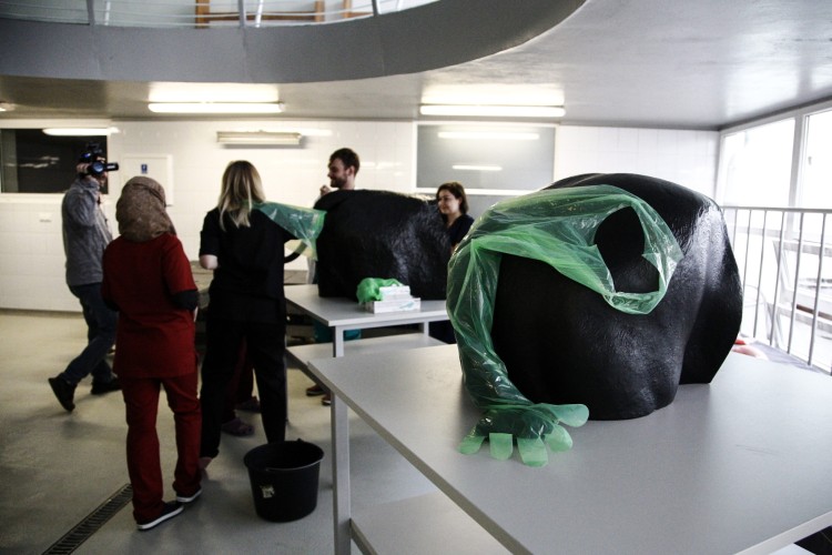 Studenci weterynarii uczą się leczyć zwierzęta na fantomach [ZDJĘCIA], Magda Pasiewicz