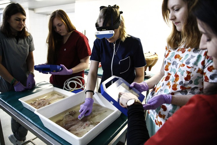Studenci weterynarii uczą się leczyć zwierzęta na fantomach [ZDJĘCIA], Magda Pasiewicz