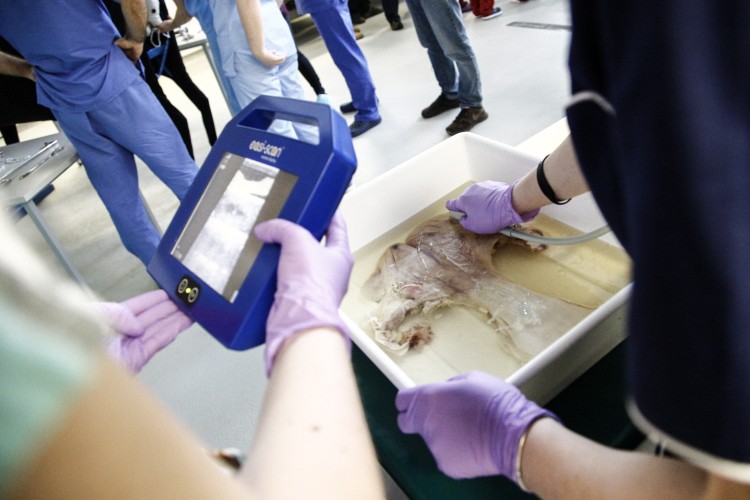 Wrocław: studenci weterynarii uczą się leczyć zwierzęta i odbierać porody na fantomach [ZDJĘCIA, WIDEO], Magda Pasiewicz
