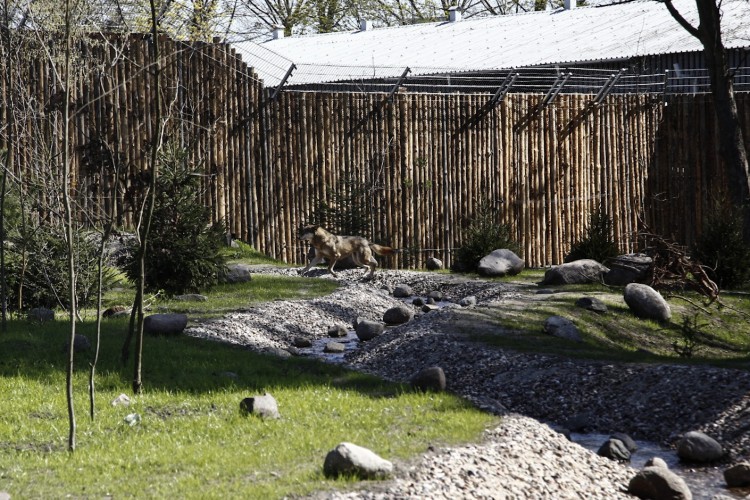 Wilcza Ostoja. Nowy wybieg dla wilków we wrocławskim zoo [ZDJĘCIA], Magda Pasiewicz