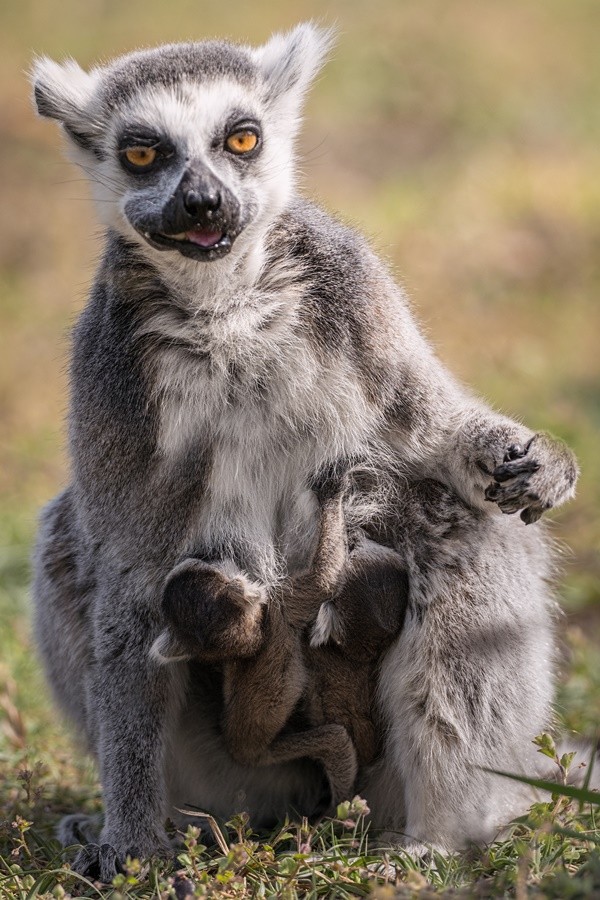 Wiosna na całego! W zoo urodziły się małe lemury, jeżozwierze, muflony i inne zwierzaki [ZDJĘCIA], mat. ZOO Wrocław