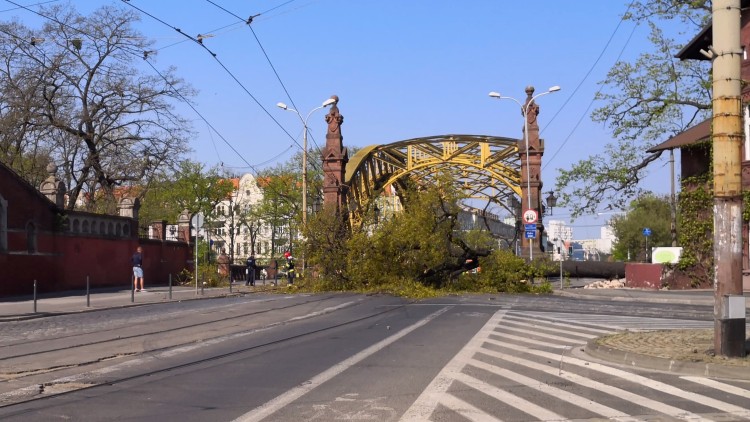 Most  Zwierzyniecki zablokowany. Na jezdnię spadło duże drzewo [ZDJĘCIA], daf