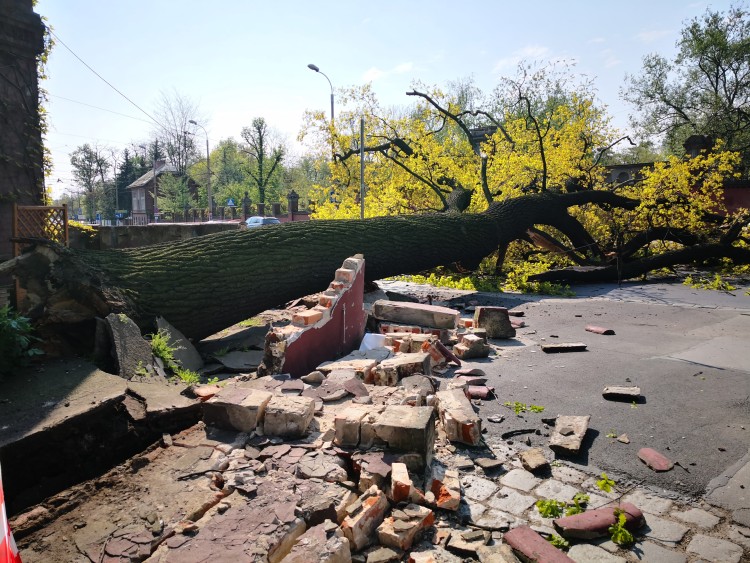 Miasto ujawnia powody zawalenia się drzewa przy moście Zwierzynieckim, daf