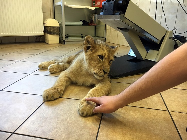 5-miesięczna lwica Kari na badaniach we Wrocławiu [ZDJĘCIA, WIDEO], Artur Długosz