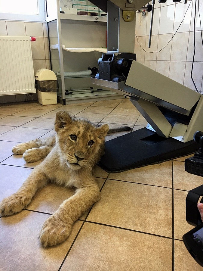 5-miesięczna lwica Kari na badaniach we Wrocławiu [ZDJĘCIA, WIDEO], Artur Długosz