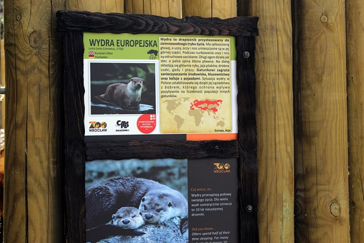 Nowy wybieg we wrocławskim zoo. Zobacz, jak teraz mieszkają wydry [ZDJĘCIA], Bartosz Senderek, mat. ZOO Wrocław