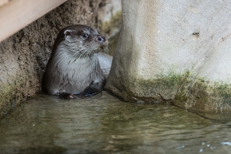 Nowy wybieg we wrocławskim zoo. Zobacz, jak mieszkają wydry [ZDJĘCIA, WIDEO], ZOO WROCŁAW