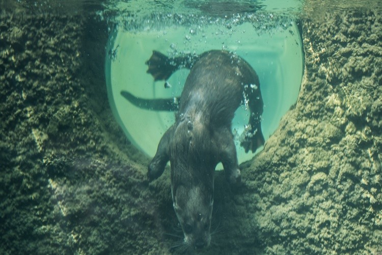 Nowy wybieg we wrocławskim zoo. Zobacz, jak teraz mieszkają wydry [ZDJĘCIA], ZOO WROCŁAW