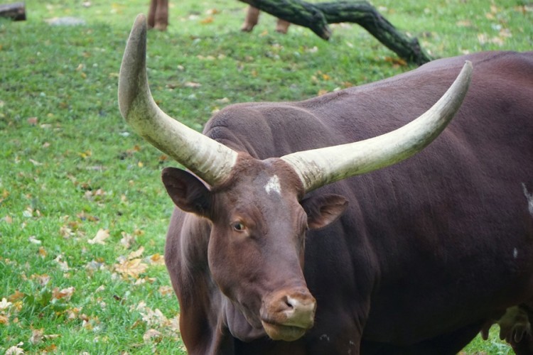Wrocławska krowa z największymi rogami na świecie znów doczekała się potomstwa [ZDJĘCIA], mat. ZOO Wrocław