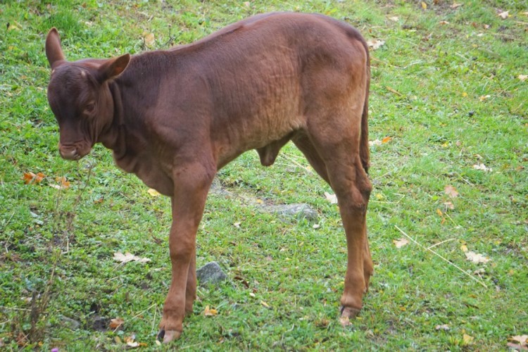 Wrocławska krowa z największymi rogami na świecie znów doczekała się potomstwa [ZDJĘCIA], mat. ZOO Wrocław