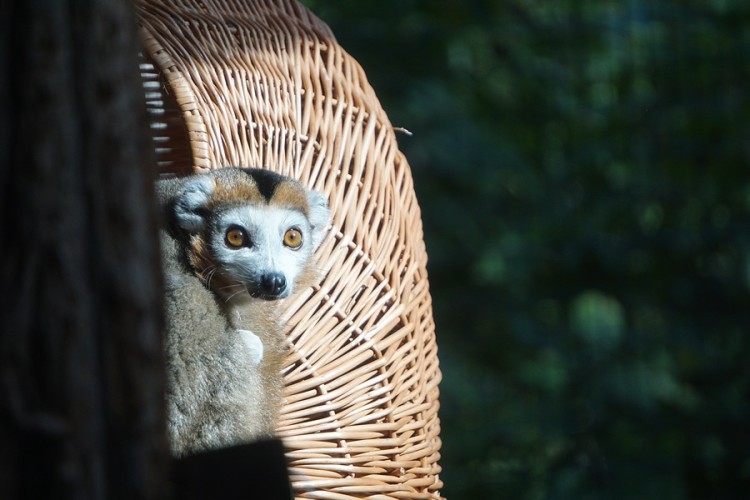 Lemur koroniasty we wrocławskim zoo [ZDJĘCIA], mat. ZOO Wrocław