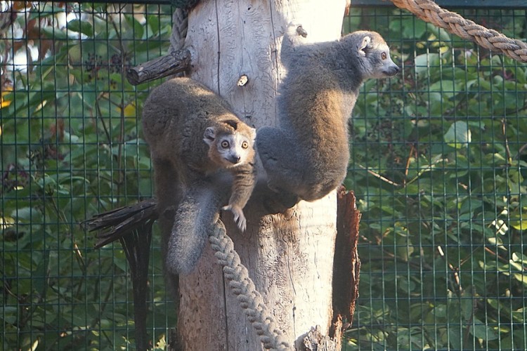 Lemur koroniasty we wrocławskim zoo [ZDJĘCIA], mat. ZOO Wrocław