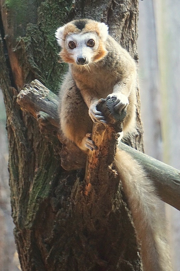 Nowe lemury zamieszkały we wrocławskim zoo [ZDJĘCIA], mat. ZOO Wrocław