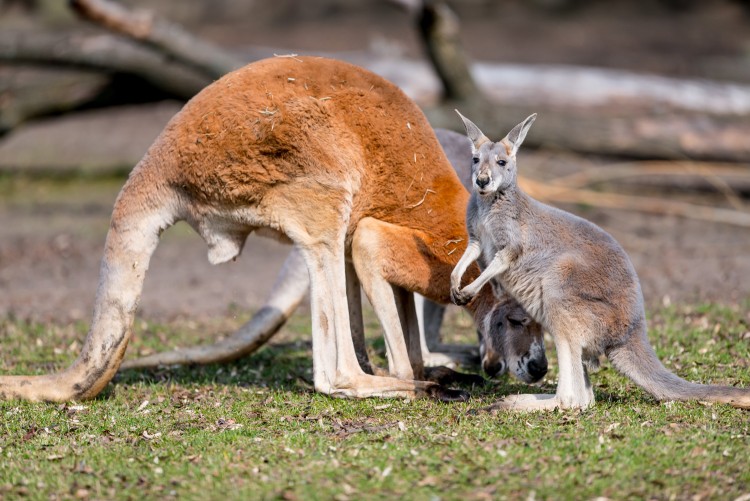 Tak mały kangur rudy bryka po wrocławskim zoo [ZDJĘCIA], mat. ZOO Wrocław