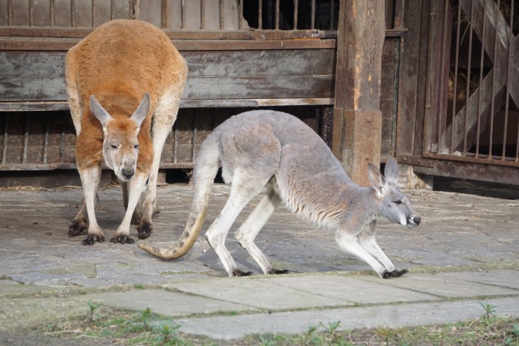 Tak mały kangur rudy bryka po wrocławskim zoo [ZDJĘCIA], mat. ZOO Wrocław
