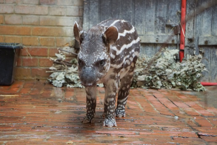 Ta tapirka ma charakterek! Tak mała Sara obchodziła urodziny we wrocławskim zoo [ZDJĘCIA, WYWIAD], ZOO Wrocław