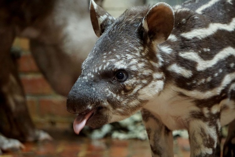 Ta tapirka ma charakterek! Tak mała Sara obchodziła urodziny we wrocławskim zoo [ZDJĘCIA, WYWIAD], ZOO Wrocław