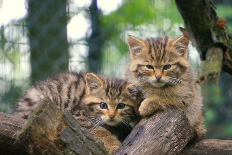 Dzień kota. Te dzikie koty możesz zobaczyć we wrocławskim zoo [ZDJĘCIA], Materiały wrocławskiego zoo