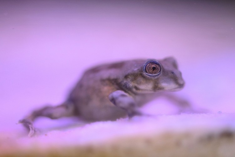 Nowe akwarium we wrocławskim ZOO. Można w nim zobaczyć najbrzydszą żabę świata, ZOO Wrocław
