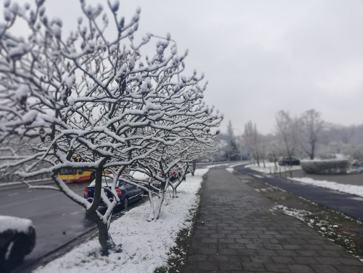 We Wrocławiu spadł śnieg [ZDJĘCIA], Michał Hernes