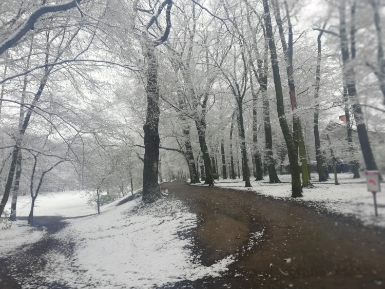 Śnieg we Wrocławiu [ZOBACZ ZDJĘCIA], Michał Hernes