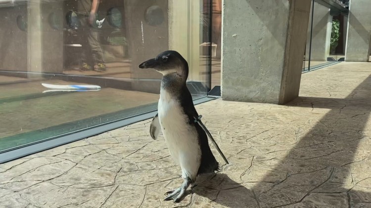 Pingwiny zwiedziły wrocławskie zoo [ZDJĘCIA], ZOO Wrocław