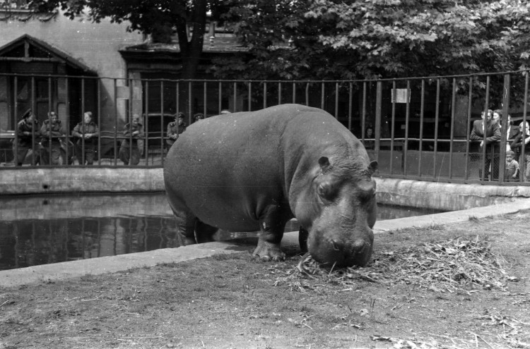 Wrocławskie zoo świętuje 155 urodziny! [ZDJĘCIA, WIDEO], Materiały prasowe