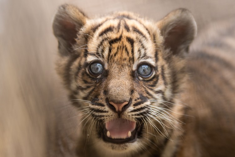 Wybrali imię dla małej tygrysicy z wrocławskiego zoo, Materiały wrocławskiego zoo