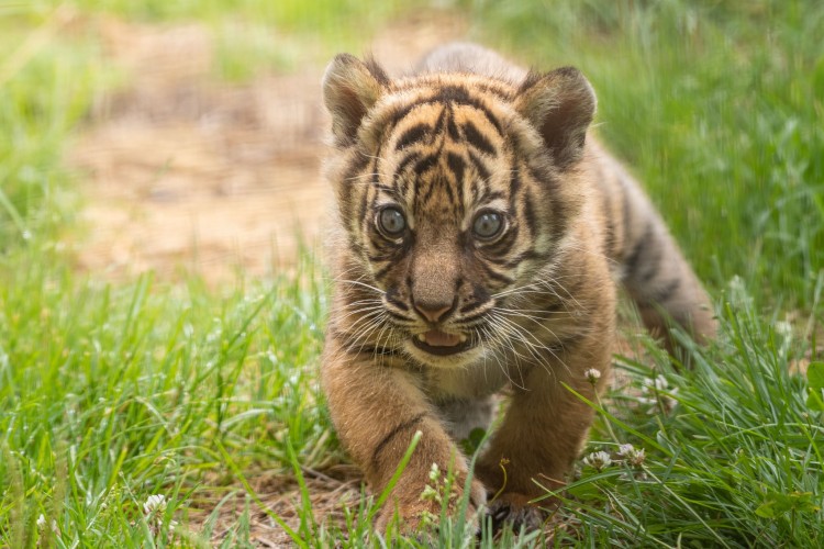 Wybrali imię dla małej tygrysicy z wrocławskiego zoo, Materiały wrocławskiego zoo