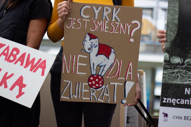 Protest obrońców zwierząt przed cyrkiem [ZDJĘCIA], Anna Plebanska