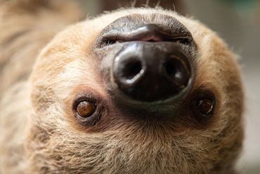 Pierwszy leniwiec urodzony we wrocławskim ZOO [ZDJĘCIA], Materiały wrocławskiego zoo