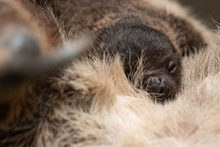 Pierwsze takie narodziny we wrocławskim zoo! To przedstawiciel pozornie leniwego gatunku [ZDJĘCIA], Materiały wrocławskiego zoo