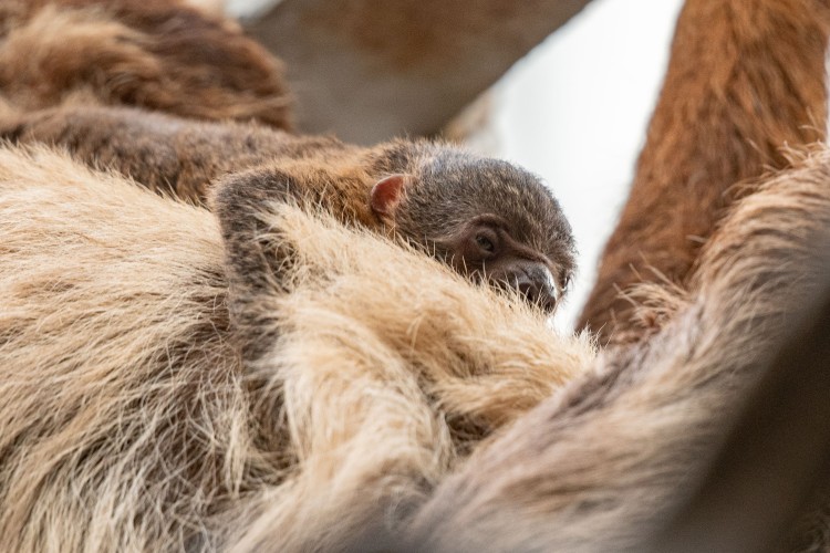Pierwsze takie narodziny we wrocławskim zoo! To przedstawiciel pozornie leniwego gatunku [ZDJĘCIA], Materiały wrocławskiego zoo