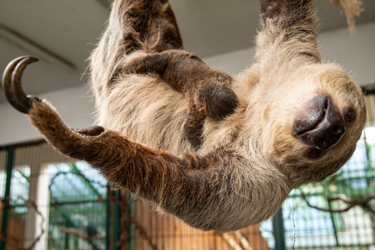 Pierwszy leniwiec urodzony we wrocławskim ZOO [ZDJĘCIA], Materiały wrocławskiego zoo