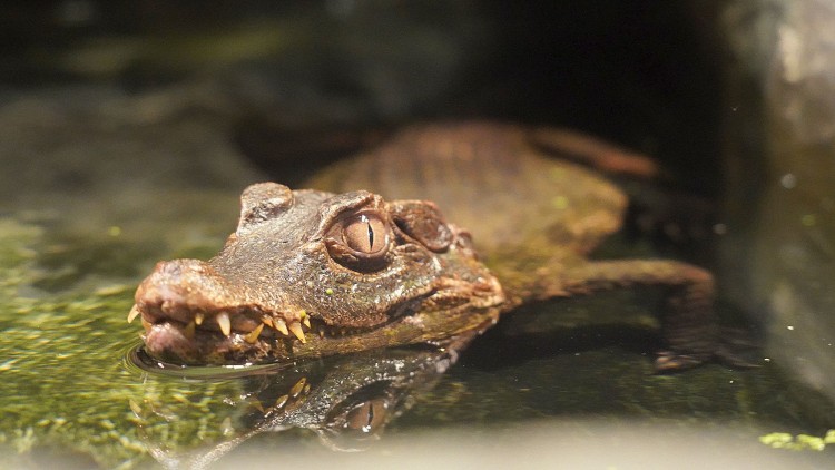 Krokodyl z Rędzina w zoo [ZDJĘCIA], ZOO Wrocław