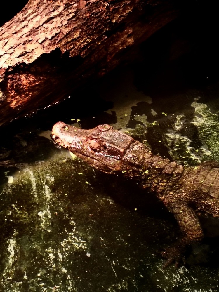 Krokodyl z Rędzina w zoo [ZDJĘCIA], ZOO Wrocław