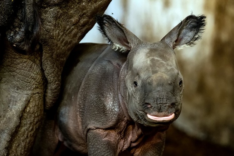Sensacja w zoo! Pierwsze we Wrocławiu narodziny nosorożca indyjskiego [ZDJĘCIA], ZOO Wrocław