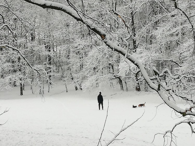 Intensywne opady śniegu. We Wrocławiu zrobiło się biało [DUŻO ZDJĘĆ], Michał Hernes