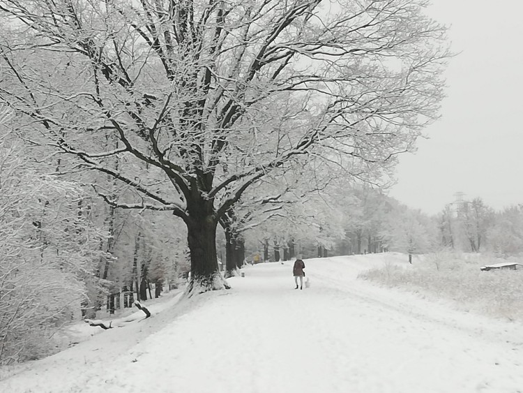 Śnieg we Wrocławiu. Zrobiło się biało [ZDJĘCIA], Michał Hernes