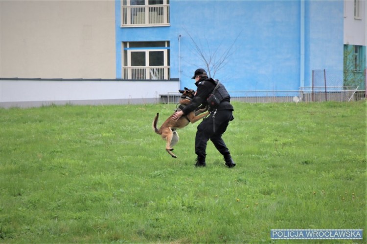 Policjanci przebrani za lwy zatańczyli dla małych pacjentów [ZDJĘCIA], KMP we Wrocławiu