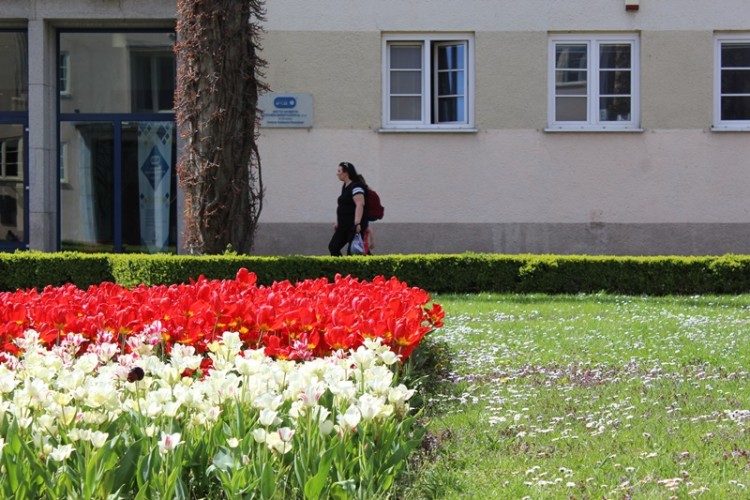 We Wrocławiu wiosna na całego! Kwiaty kwitną, mieszkańcy spacerują [ZDJĘCIA], Jakub Jurek