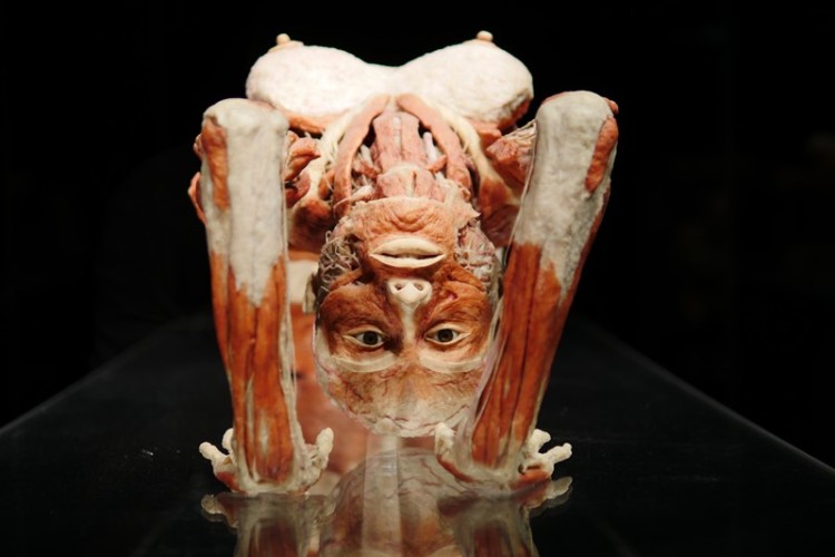 Body Worlds – Vital. Wystawa z prawdziwych ludzkich ciał [ZDJĘCIA], Jakub Jurek