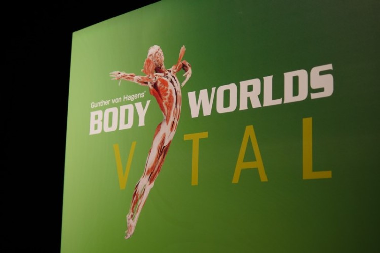 Body Worlds – Vital. Wystawa z prawdziwych ludzkich ciał [ZDJĘCIA], Jakub Jurek